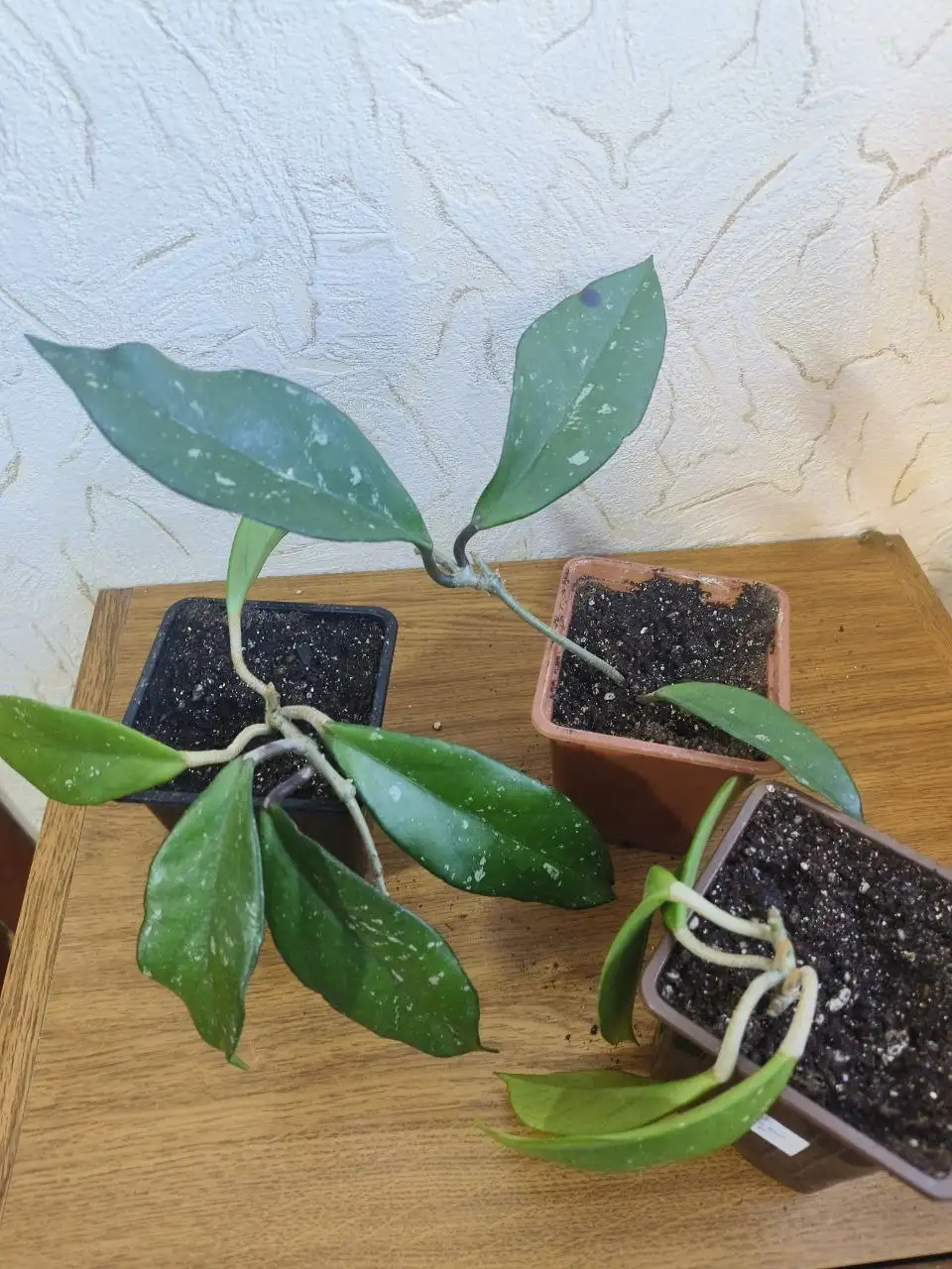 Продажа комнатных растений - Комнатные растения (Хобби и отдых) в Сургут