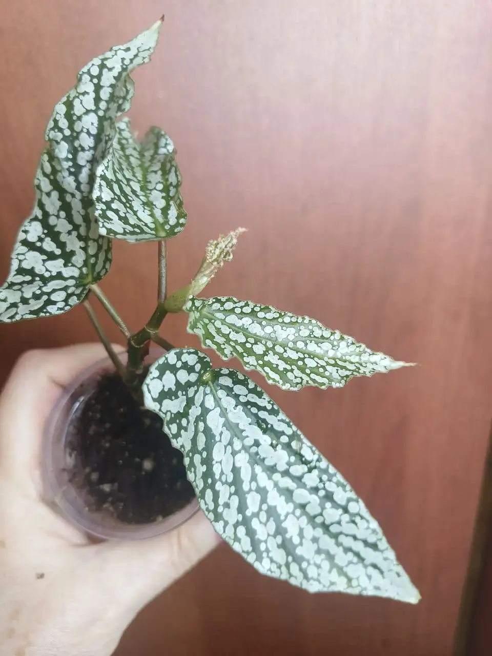 Продажа комнатных растений - Комнатные растения (Хобби и отдых) в Сургут