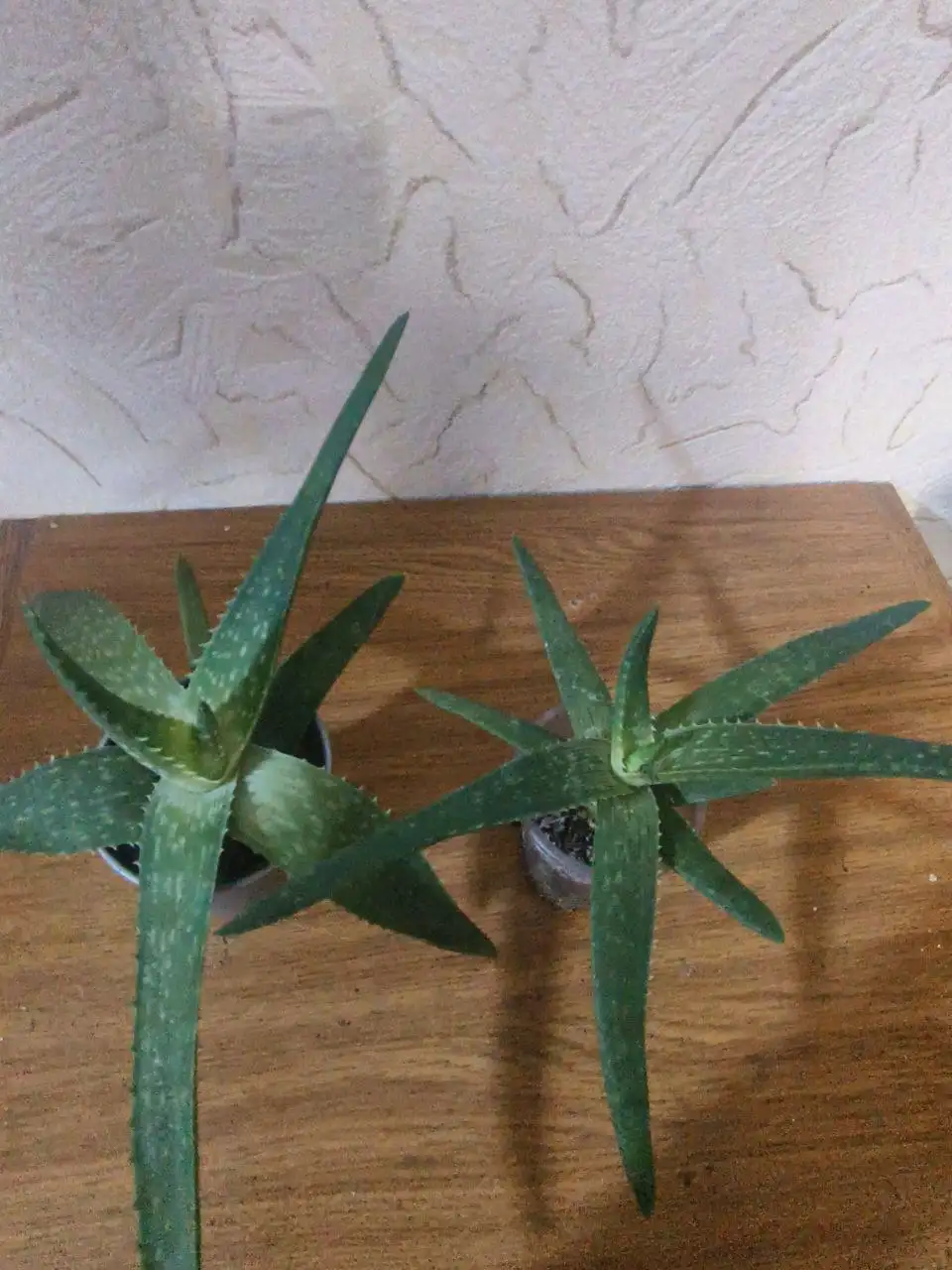 Продажа комнатных растений - Комнатные растения (Хобби и отдых) в Сургут