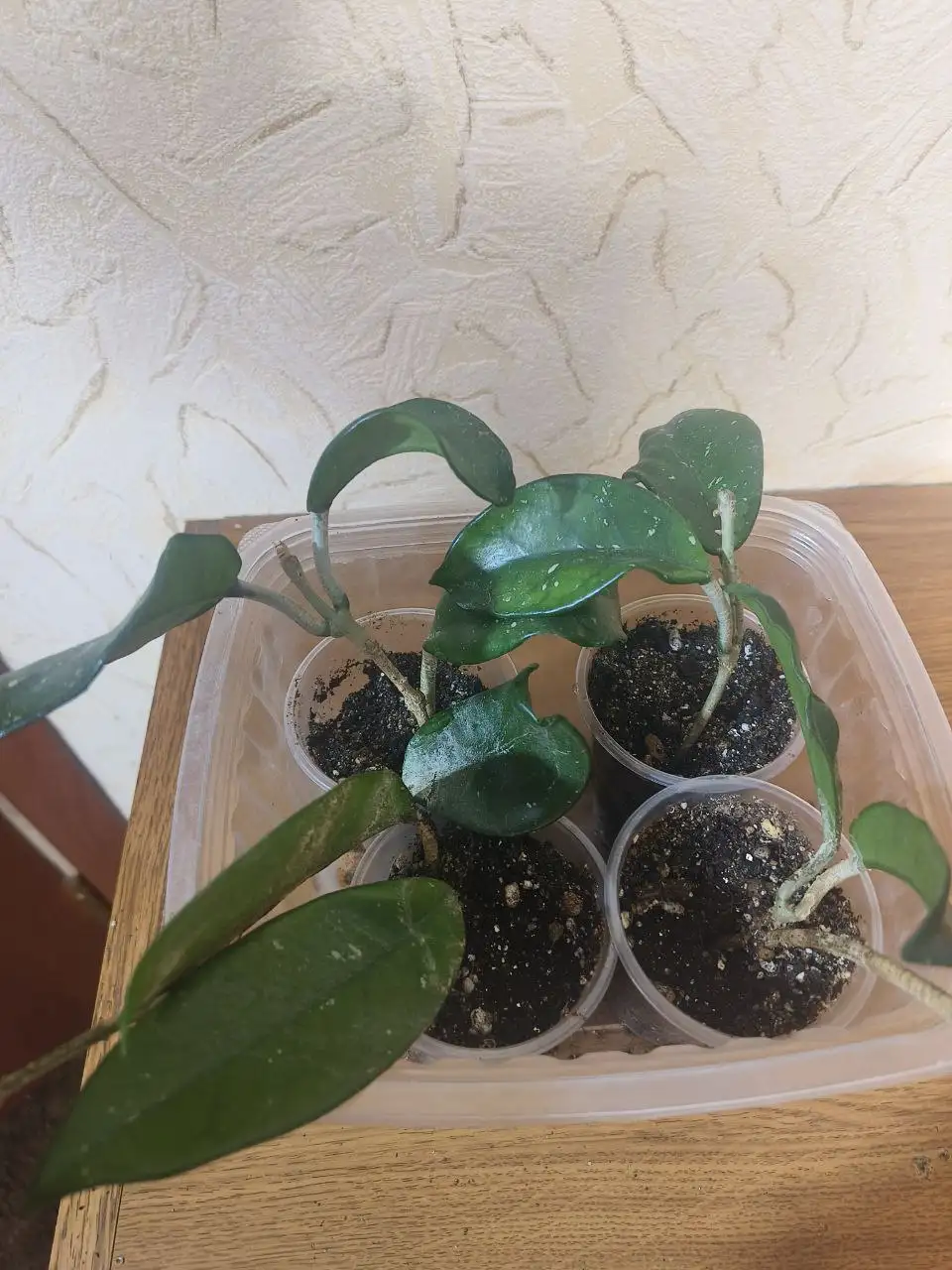 Продажа комнатных растений - Комнатные растения (Хобби и отдых) в Сургут