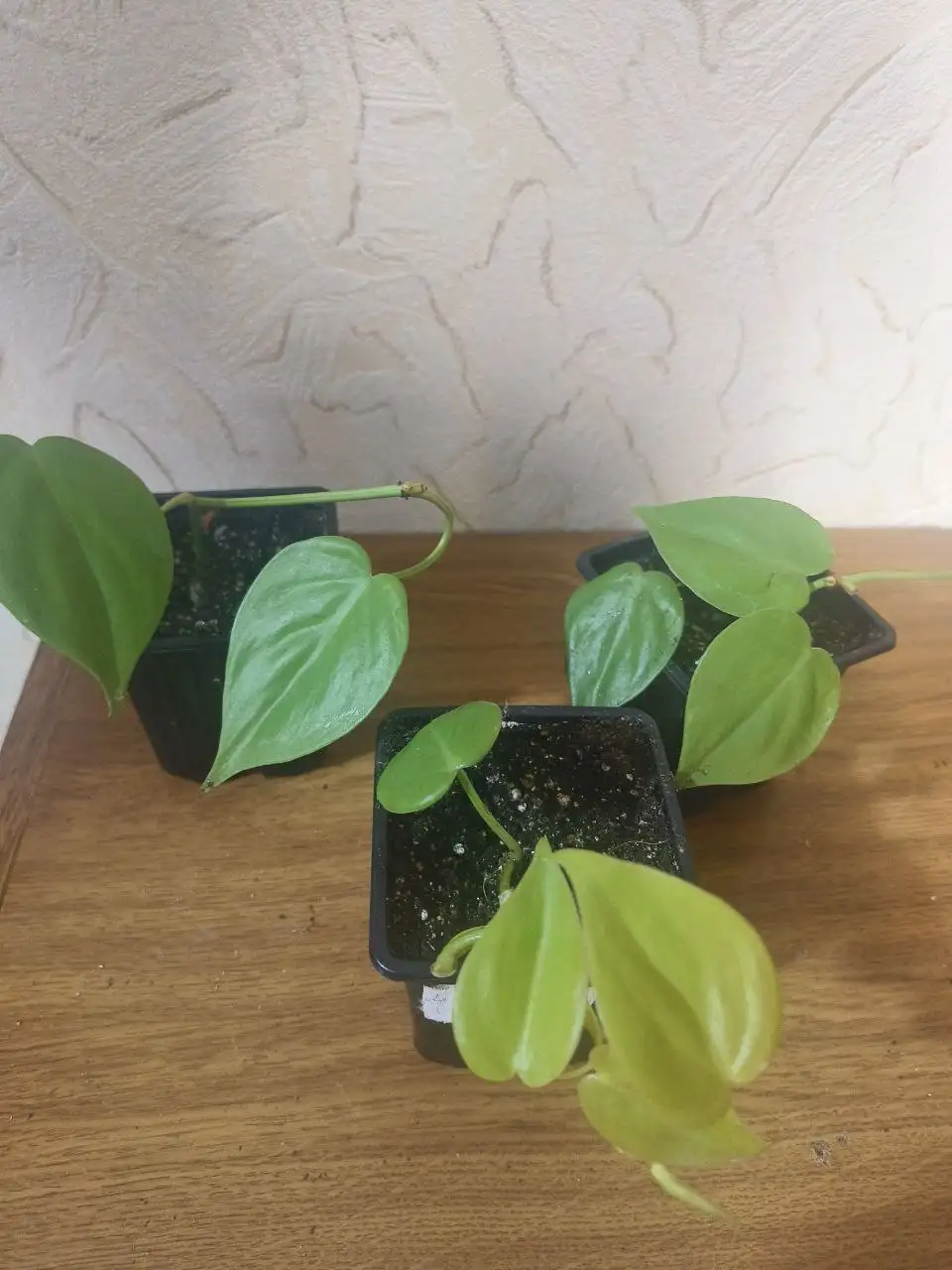 Продажа комнатных растений - Комнатные растения (Хобби и отдых) в Сургут