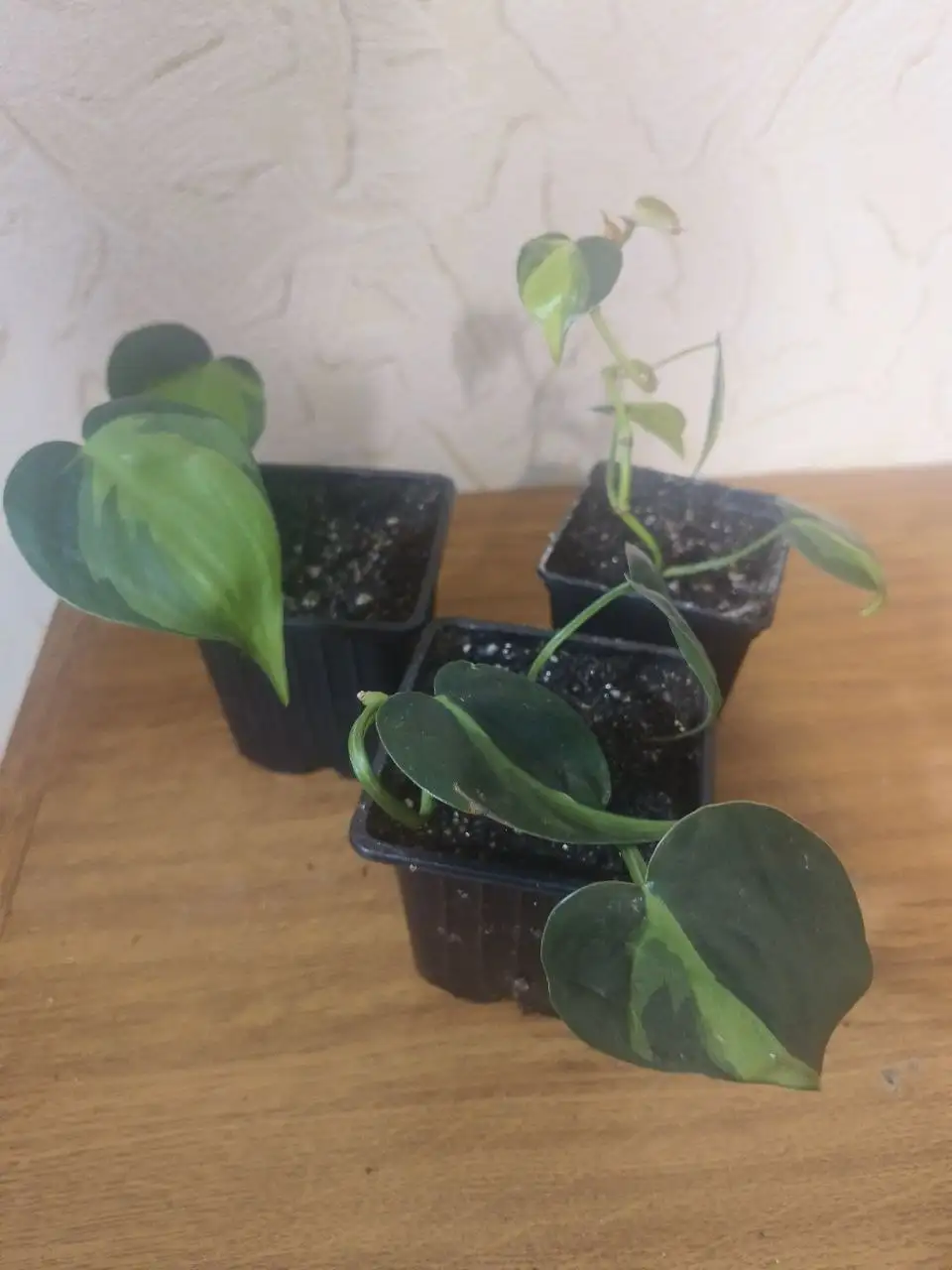 Продажа комнатных растений - Комнатные растения (Хобби и отдых) в Сургут