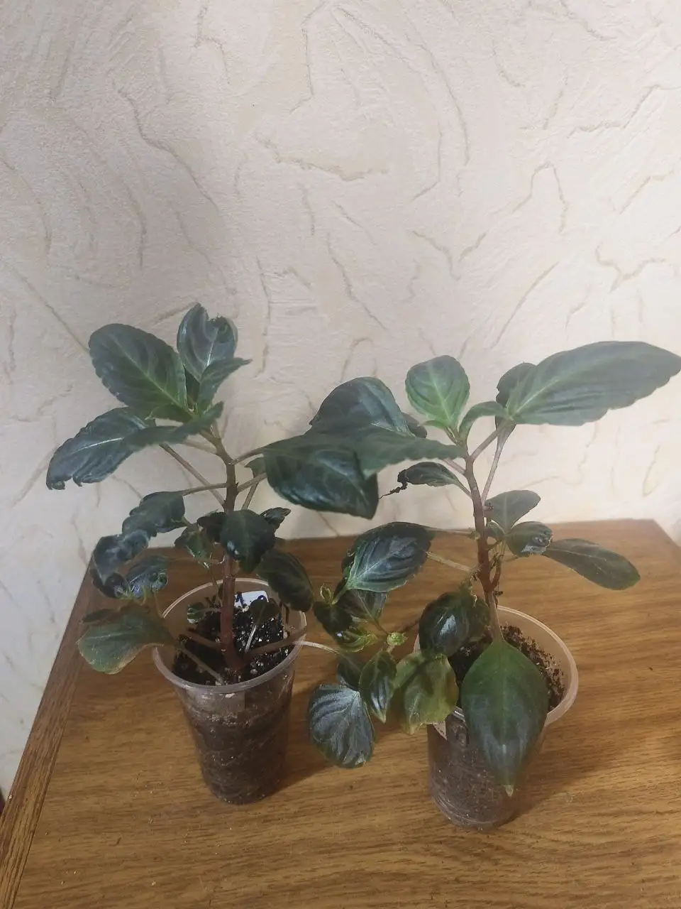 Продажа комнатных растений - Комнатные растения (Хобби и отдых) в Сургут