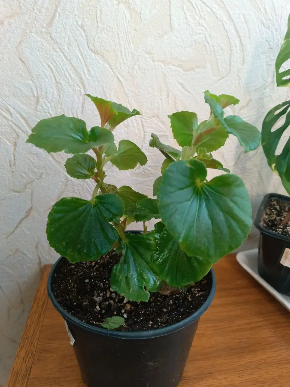 Продажа комнатных растений - Комнатные растения (Хобби и отдых) в Сургут