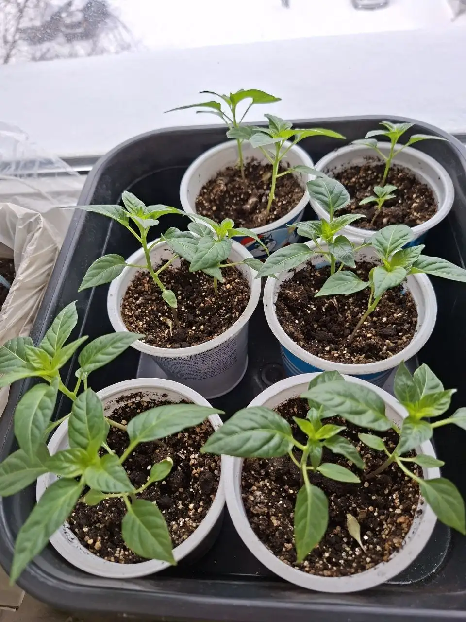 Продам перец острый домашний - Растения (Барахолка) в Сургут