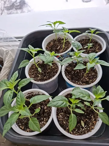 Продам перец острый домашний - частное объявление в Сургут