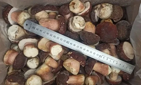 Продажа белых грибов шоковой заморозки - Барахолка в Сургут