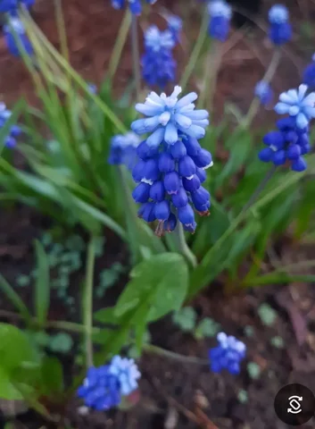 Продается дача/участок в Мостовик-2 - Дача/Участок в Сургут