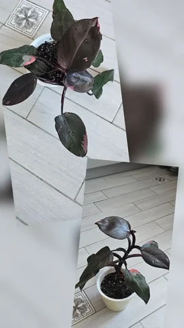 Филодендрон розовая принцесса - Велосипеды в Сургут