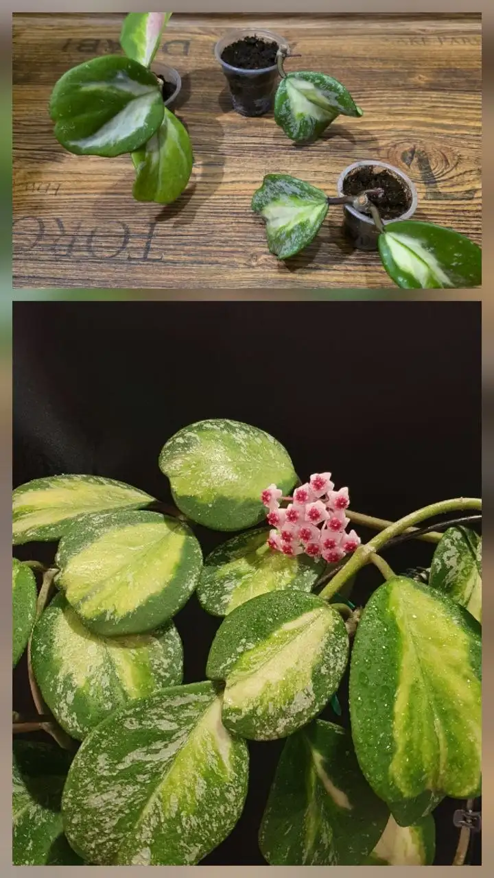 Укоренённые черенки хойи обовата вар.сплеш - Растения (Хобби и отдых) в Сургут