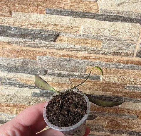 Хойя кентиана лори лин (заплыла) - частное объявление в Сургут