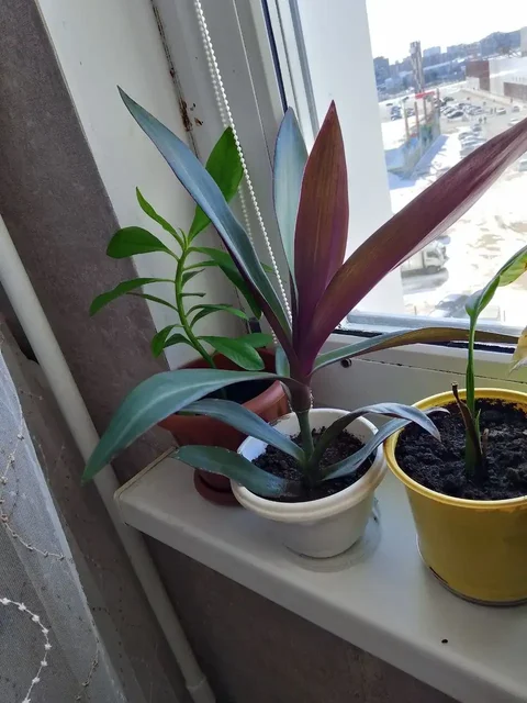 Продажа комнатных растений фикус и рео - Тенты и шатры в Сургут