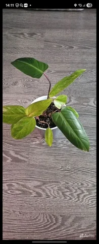 Продажа филодендрона медуза - Инструменты и оборудование в Сургут