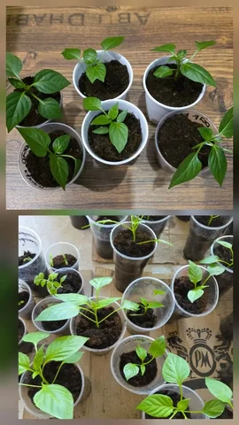 Продажа излишков овощей: перец, томаты - Инструменты и оборудование в Сургут