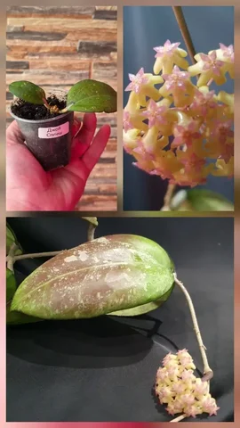 Укоренённый черенок хойи Джой сплеш - Туры и экскурсии в Сургут