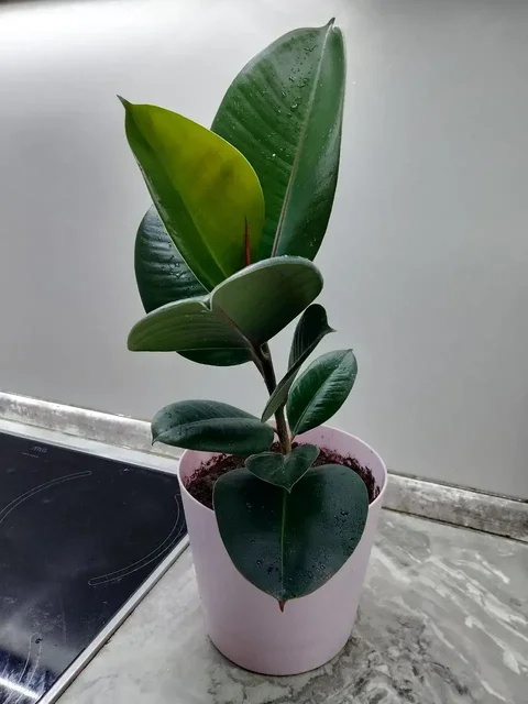 Продам фикус эластика робуста и рео - Косметика и гигиена в Сургут