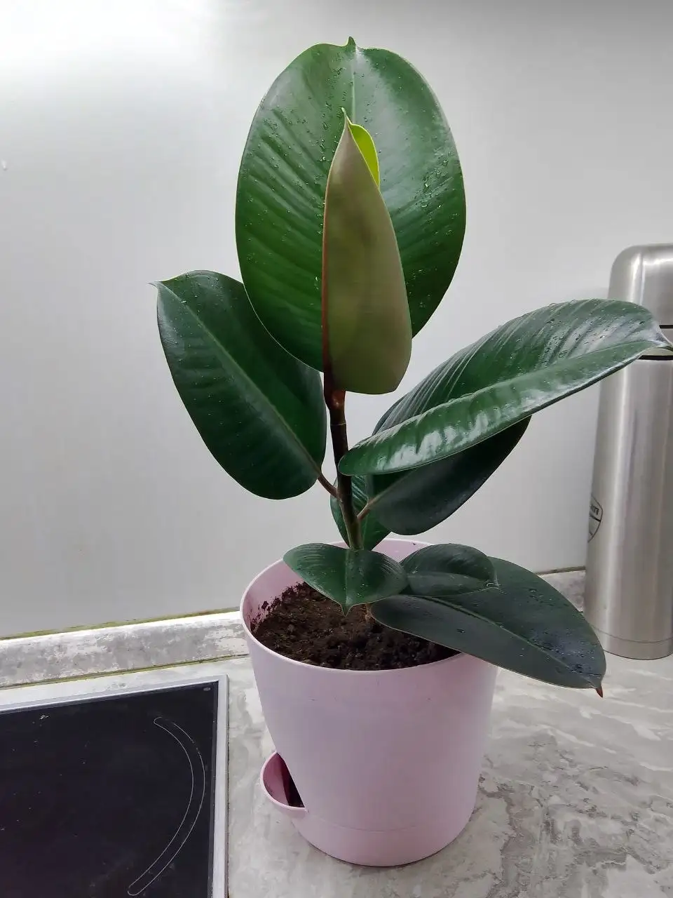 Продам фикус эластика робуста и рео - Растения (Барахолка) в Сургут