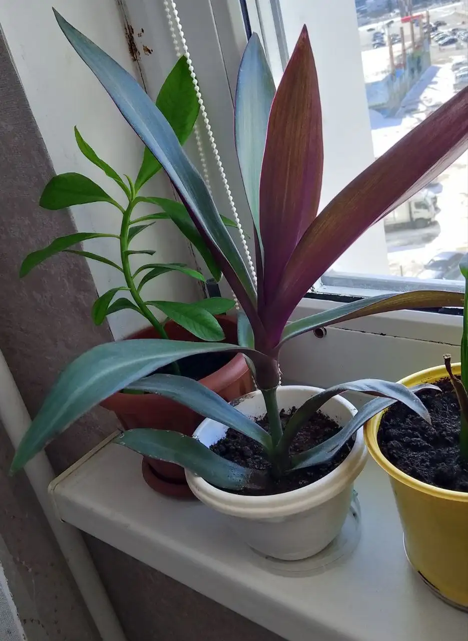 Продам фикус эластика робуста и рео - Растения (Барахолка) в Сургут