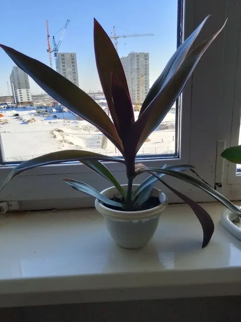 Продам оба с горшком - Офисное оборудование в Сургут