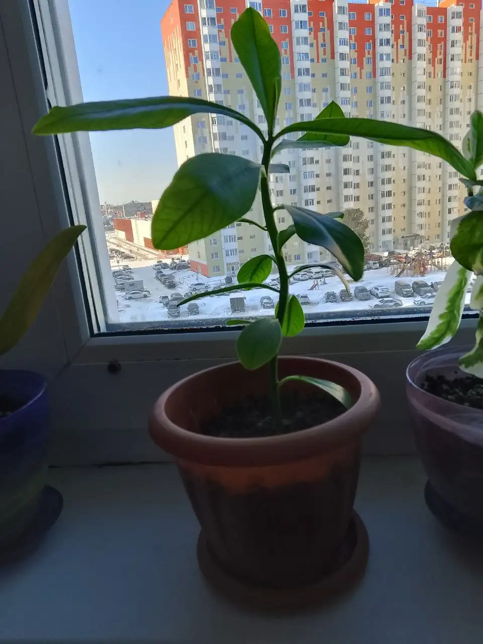 Продам оба с горшком - Барахолка в Сургут