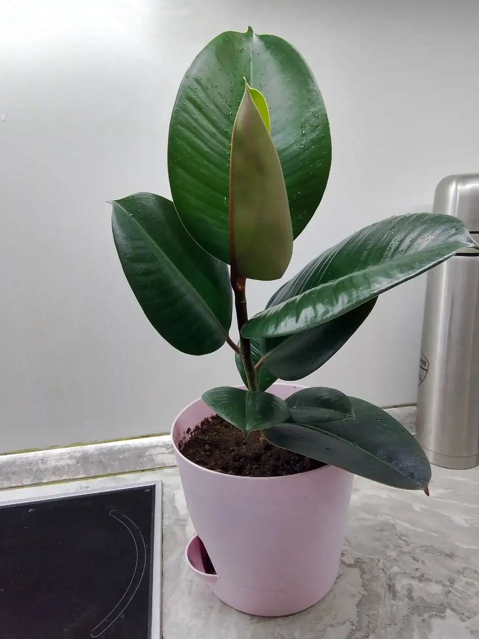 Продам оба с горшком - Барахолка в Сургут