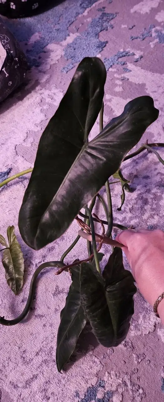 Филодендрон ветка - Растения (Для дома и дачи) в Сургут