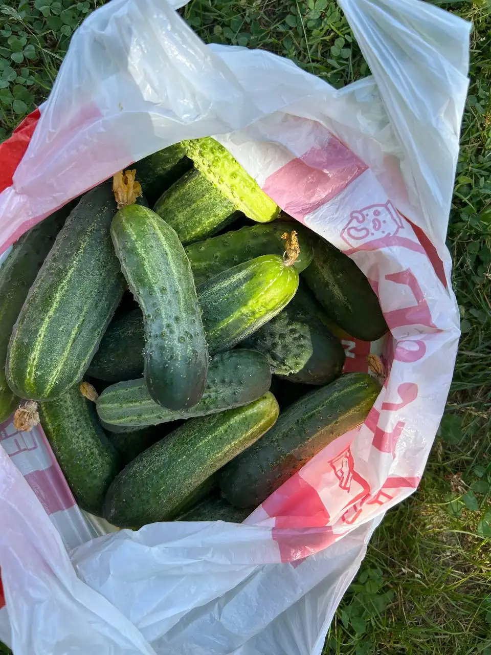 Продажа дачных букетиков, мяты, ирги и огурцов - Услуги в Сургут