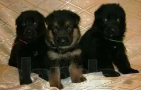 Щенки немецкой овчарки - частное объявление в Ульяновск
