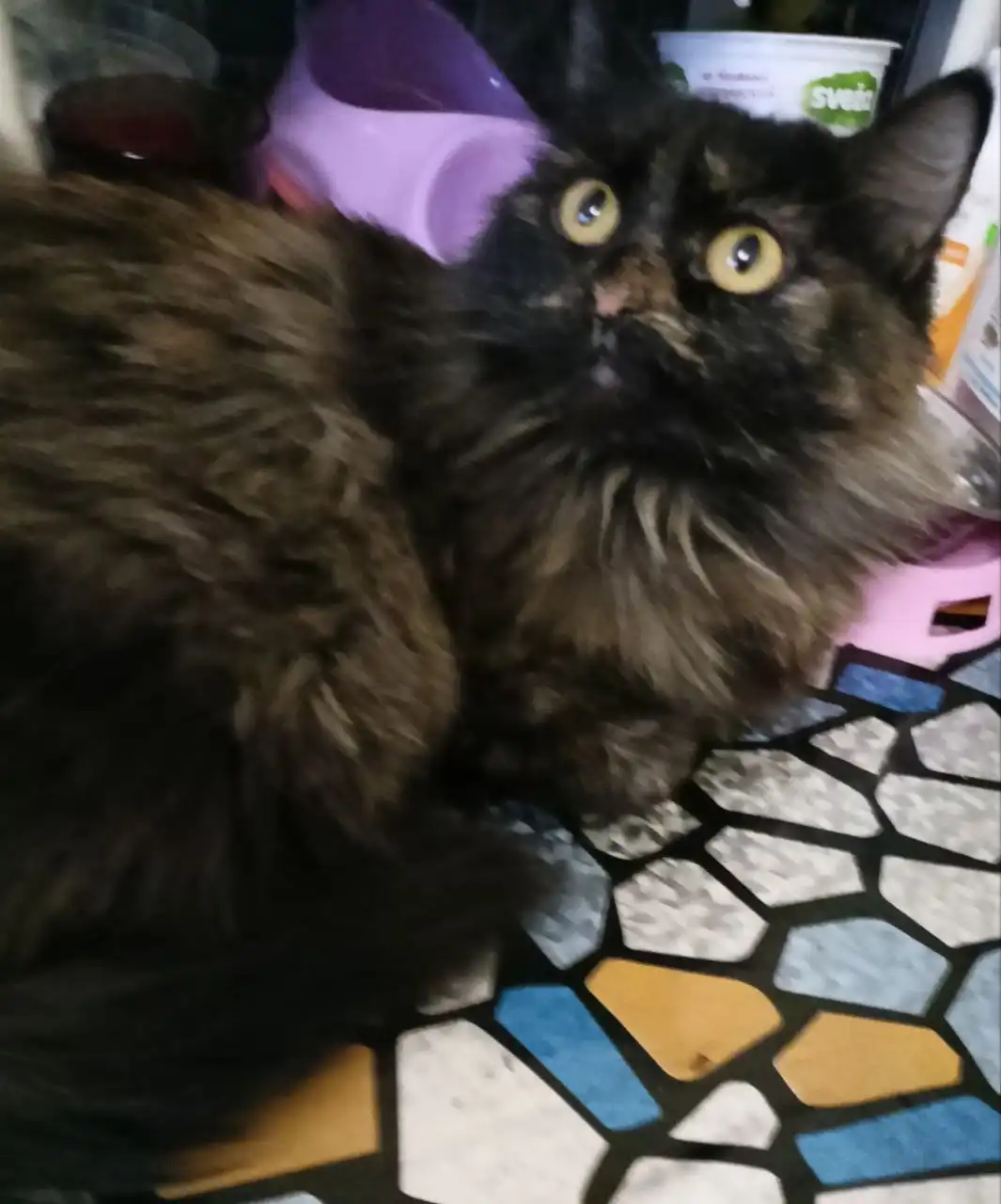 Кошка Черри, 10 месяцев, стерилизованная