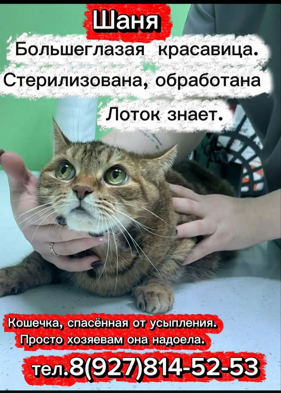 Новый дом для бездомных животных в Ульяновске