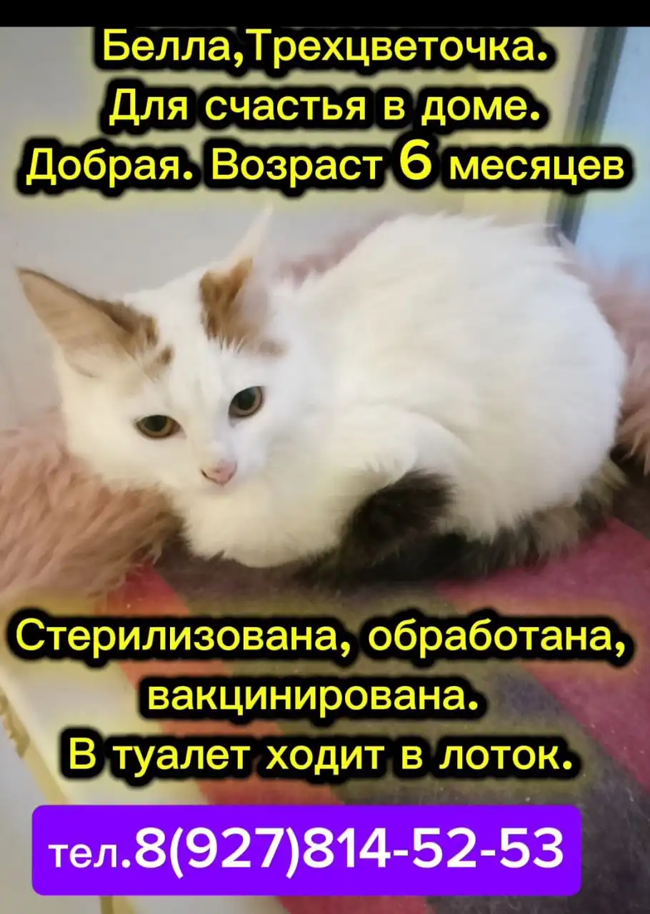 Новый дом для бездомных животных в Ульяновске