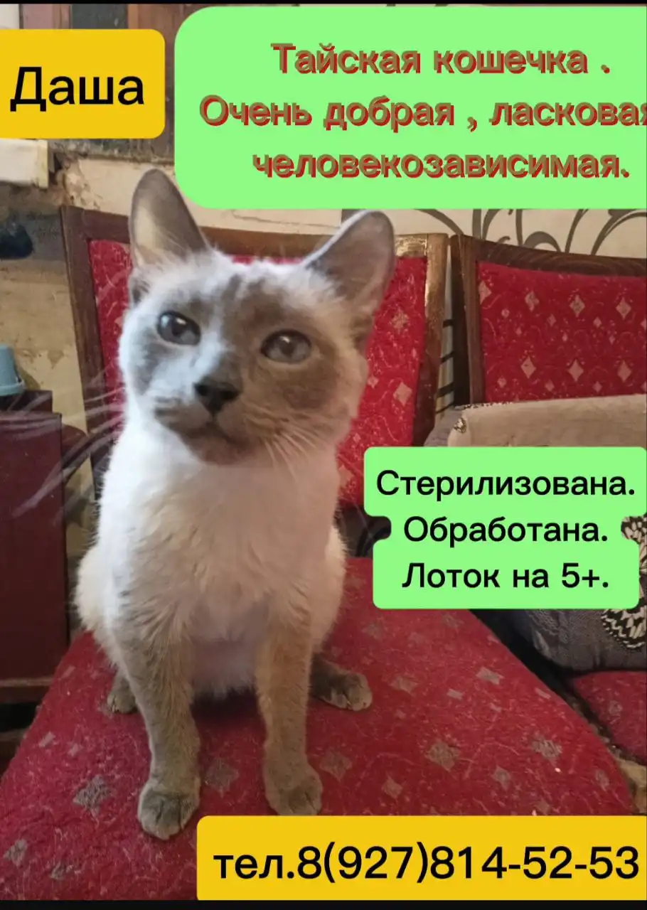 Новый дом для бездомных животных в Ульяновске