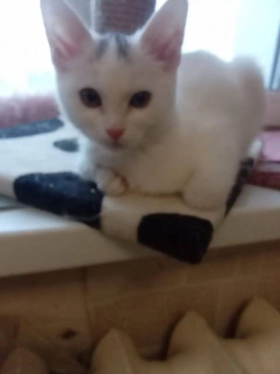 Кошка Леся 3-4 месяца