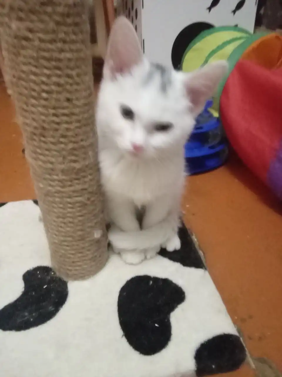 Кошка Леся 3-4 месяца