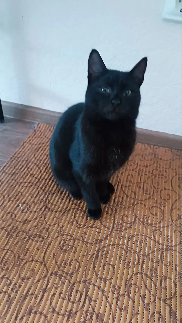 Котенок Изюмка 7 месяцев