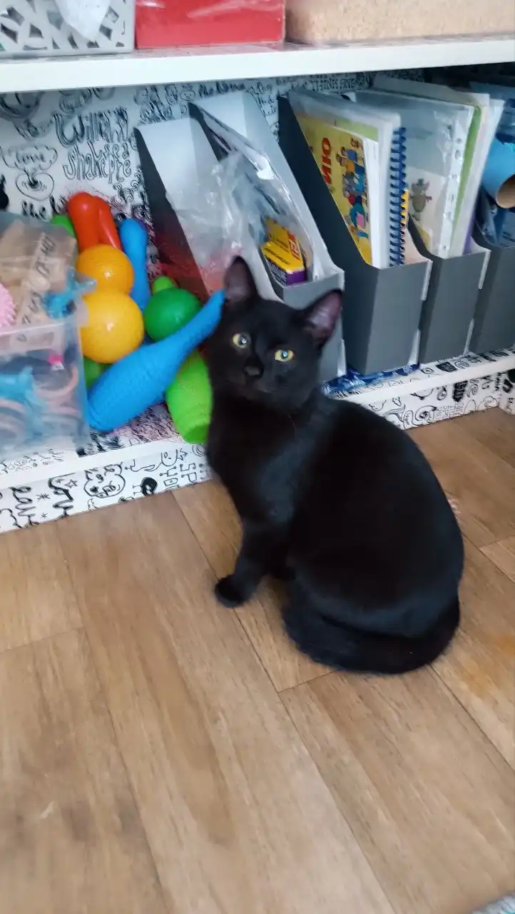 Котенок Изюмка 7 месяцев