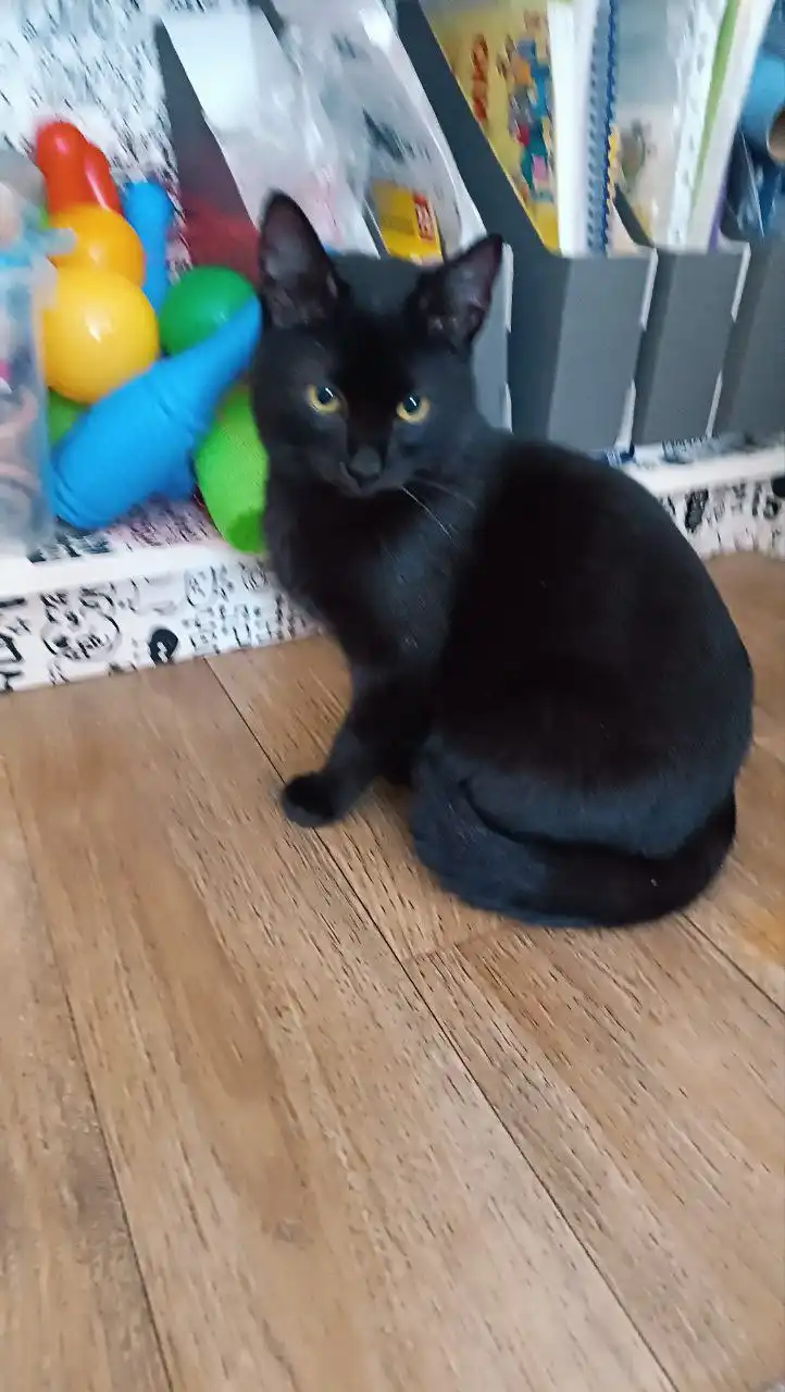 Котенок Изюмка 7 месяцев