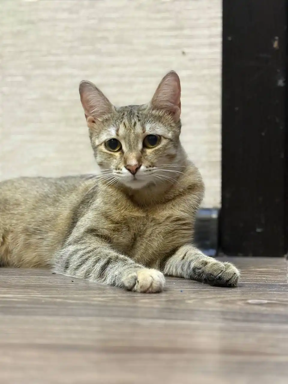 Котенок породы Оцикет Кира