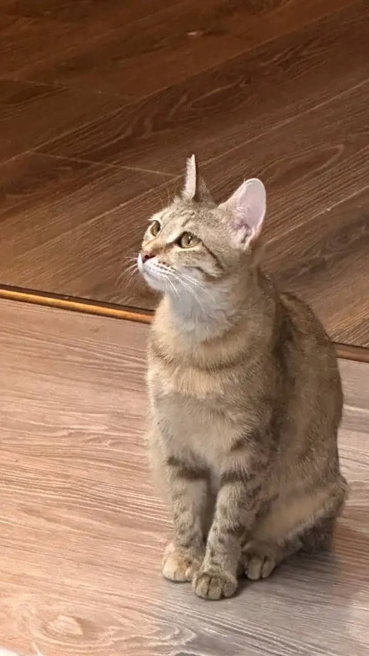 Котенок породы Оцикет Кира