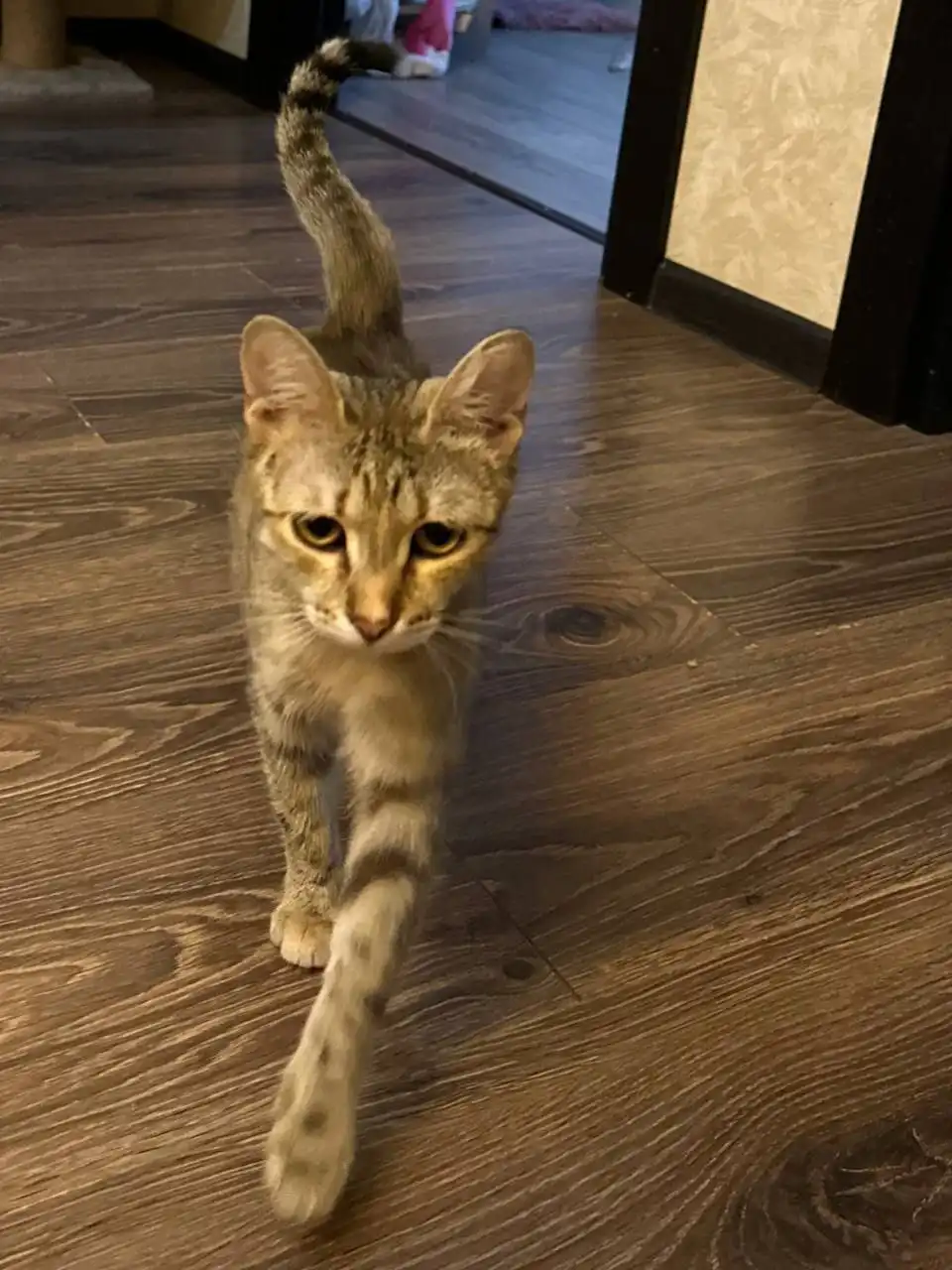 Котенок породы Оцикет Кира