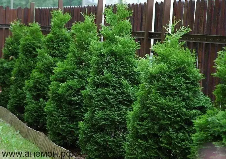 Саженцы на весну 2026 в Ульяновске