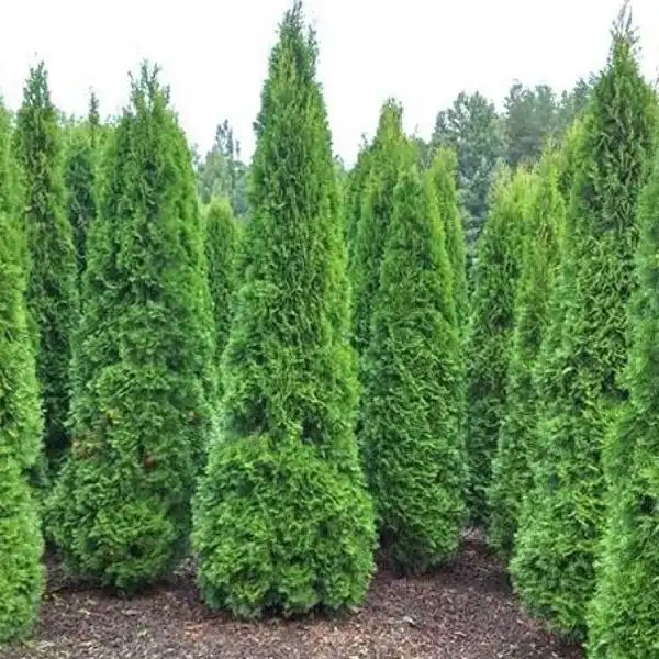 Саженцы на весну 2026 в Ульяновске