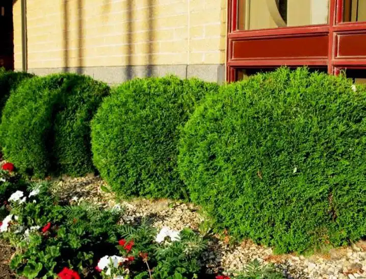 Саженцы на весну 2026 в Ульяновске