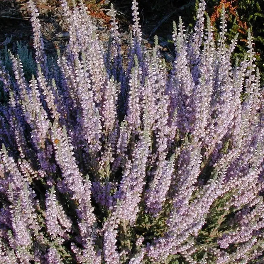 Саженцы на весну 2026 в Ульяновске