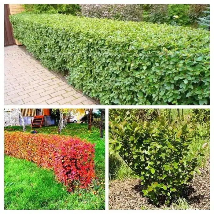 Саженцы на весну 2026 в Ульяновске