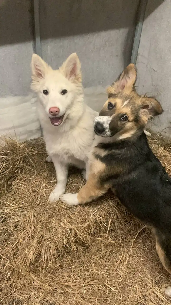 Щенки овчарки для дома