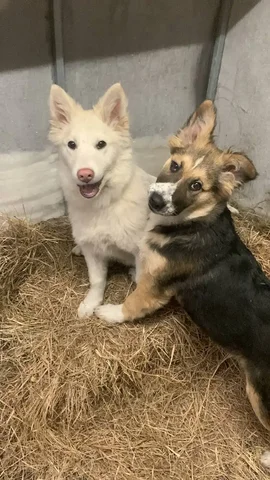 Щенки овчарки для дома - Животные в Ульяновск