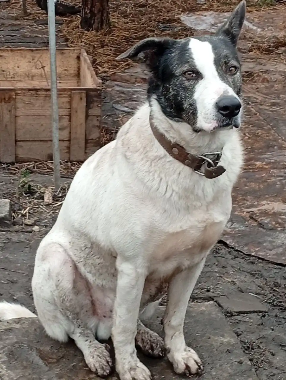 Отдам в добрые руки собаку Рича