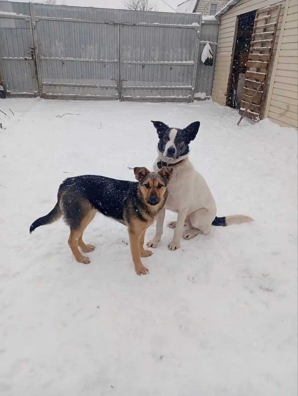 Отдам в добрые руки собаку Рича