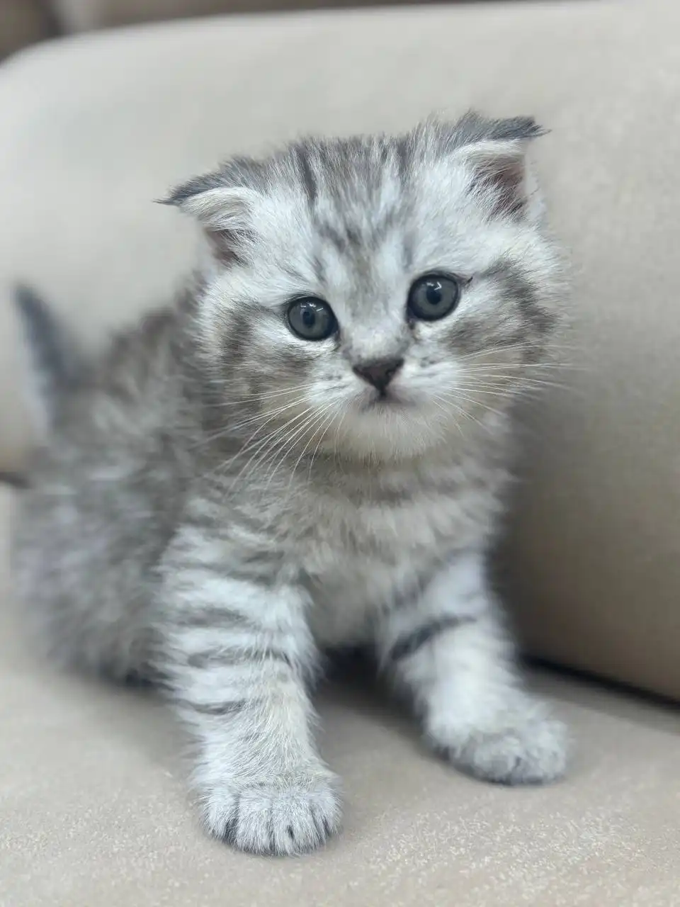 Вислоухие котята ищут дом